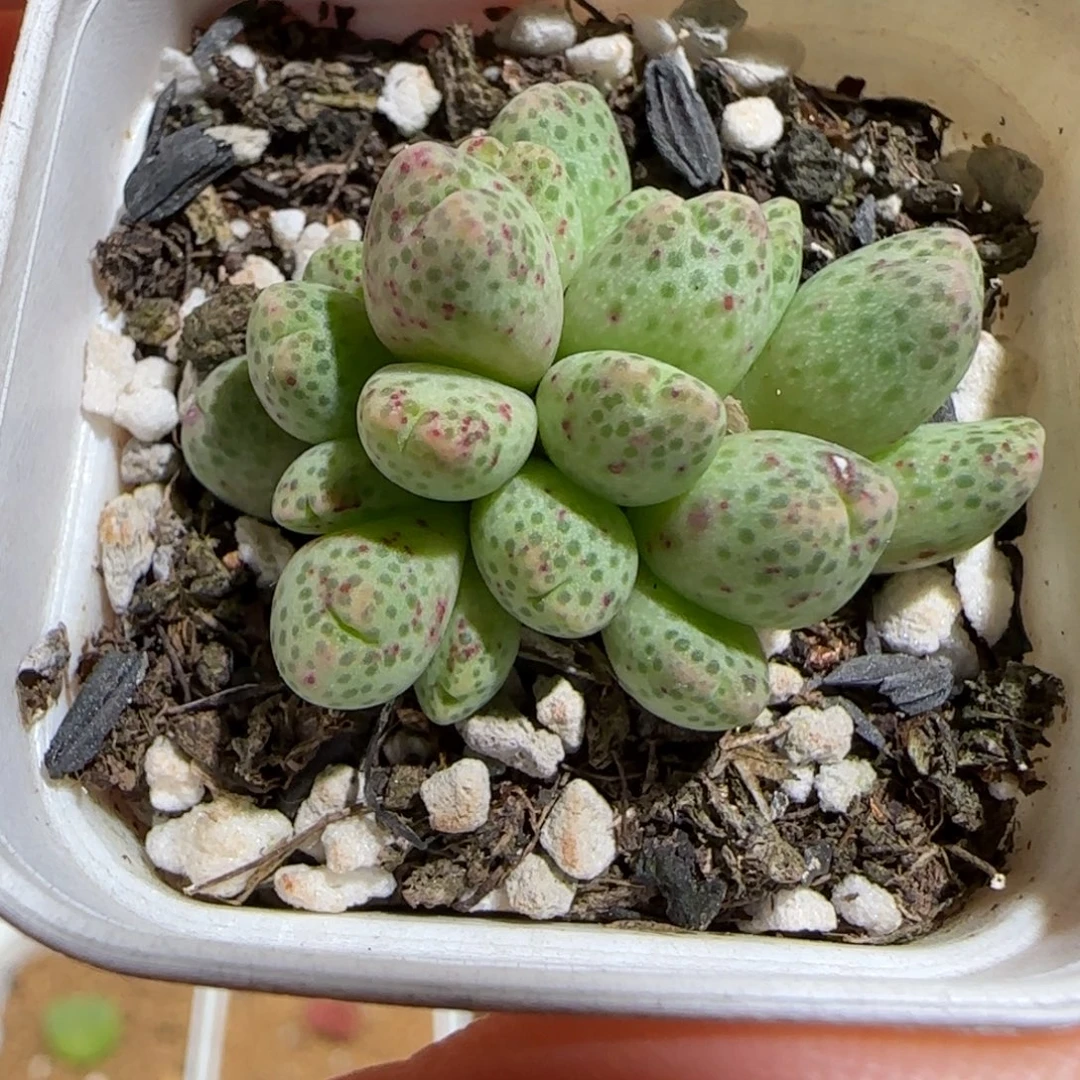 肉锥多肉植物组合-草莓斑马有疤889