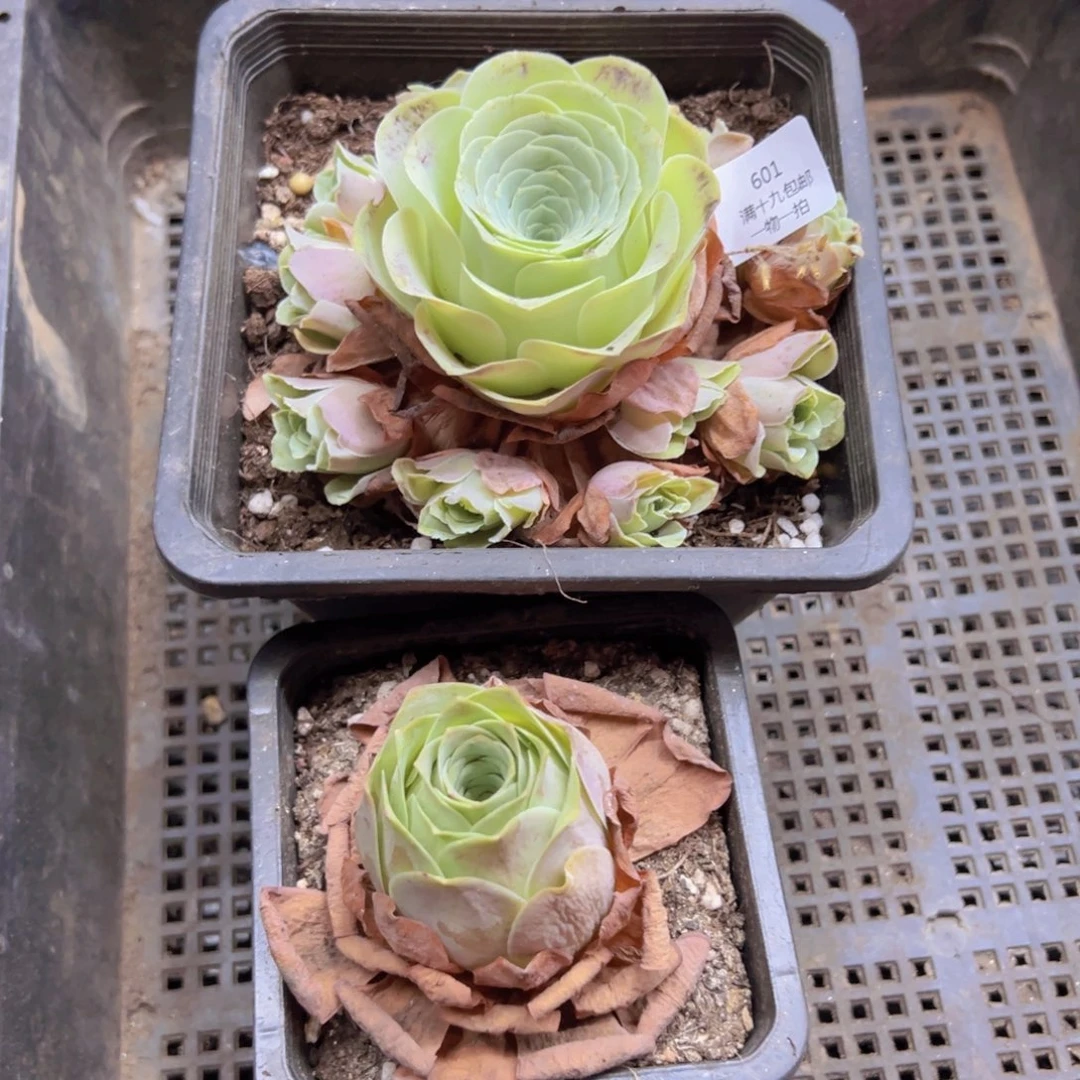 601 侧牙掉了不包损无售后