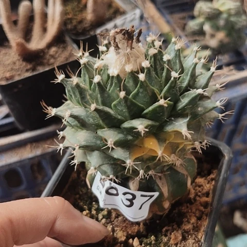 837仙人球福利来了