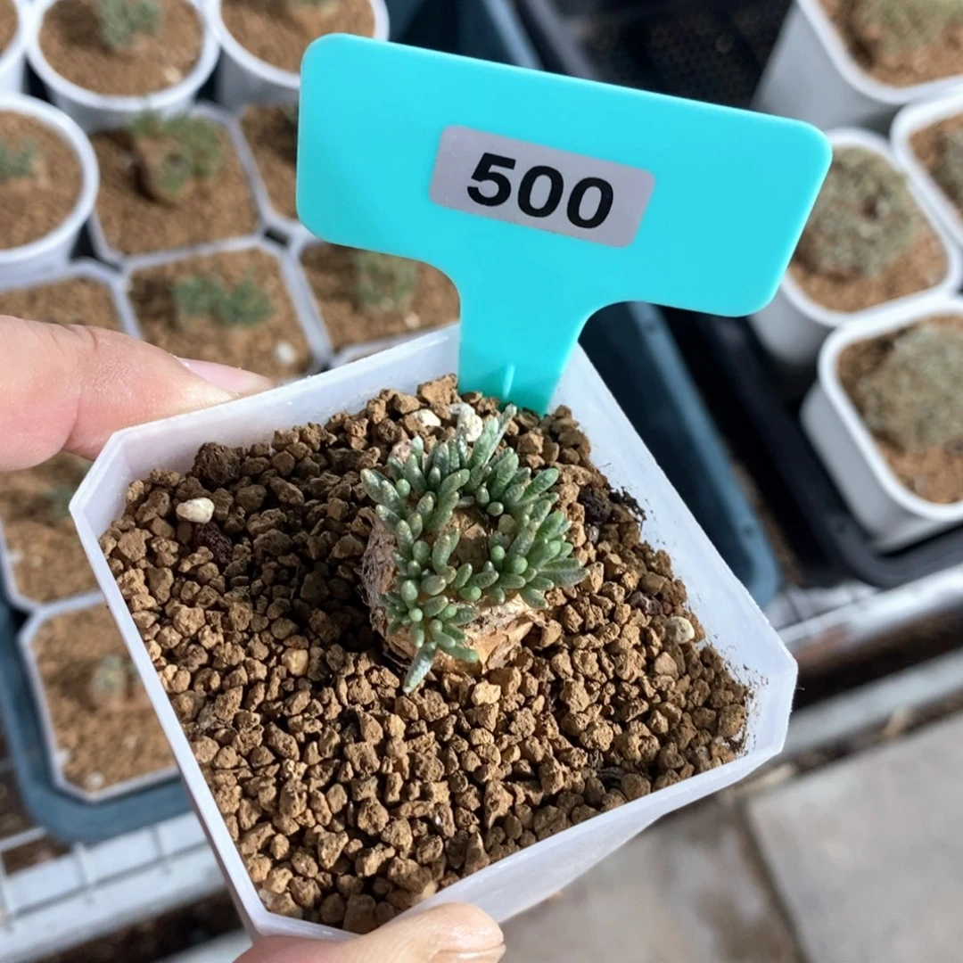 任锦多肉植物一个