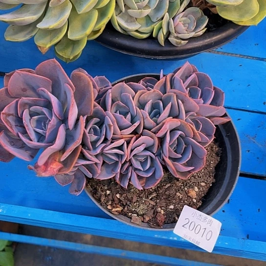 山***的尘埃玫瑰20010