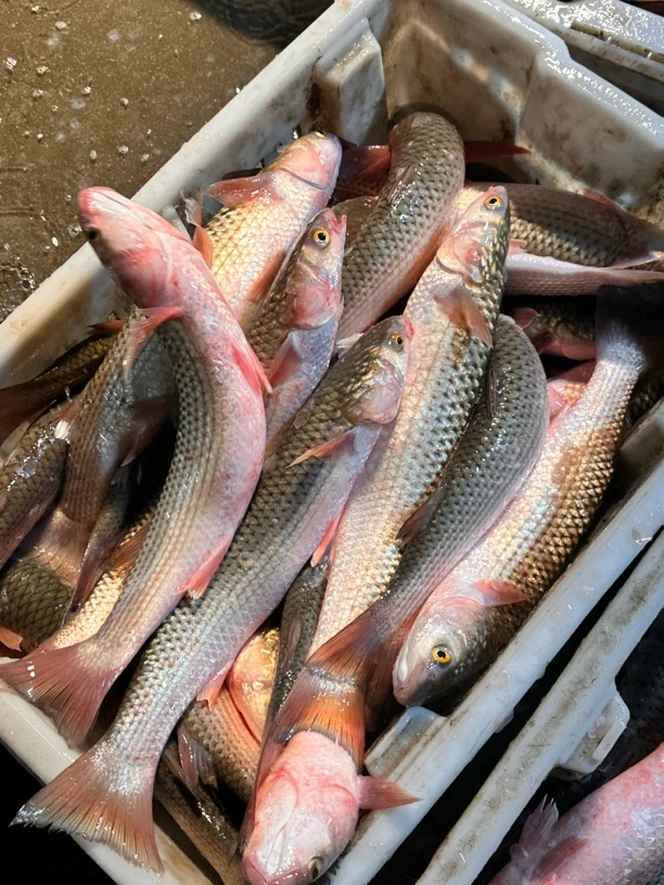 大连本地野生梭鱼开凌梭鱼顺丰包邮现称现卖（鲜活发货）