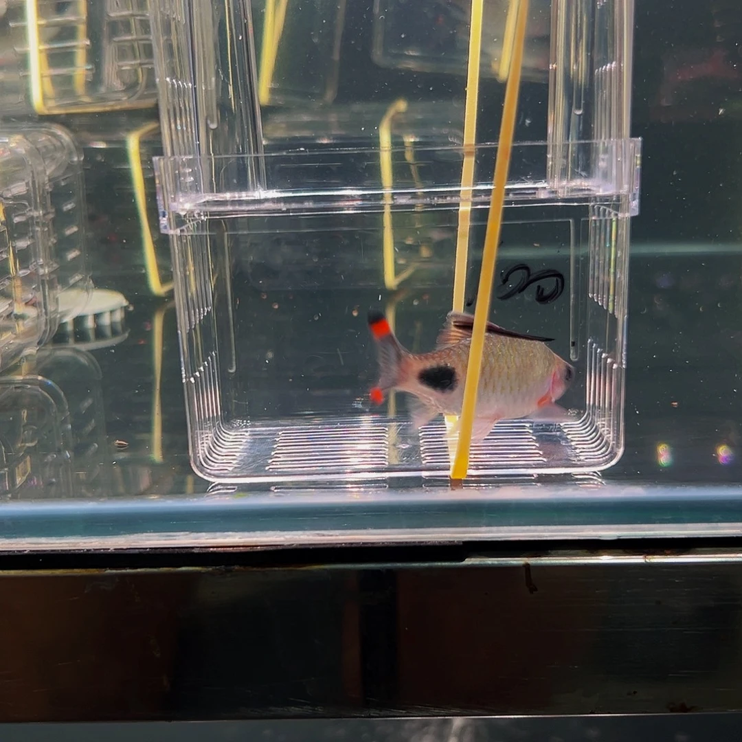 工具鱼黑影鱼鱼鱼鱼100