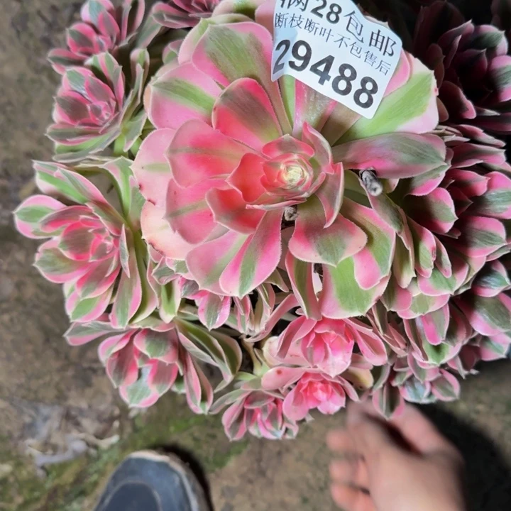 29488南女郎多肉植物