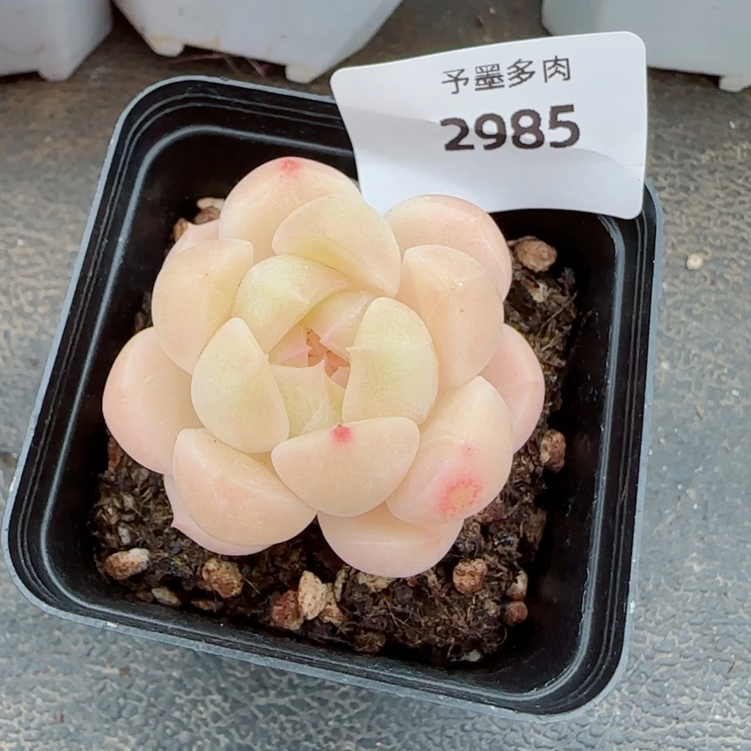 倾城珍妮，2985多肉植物