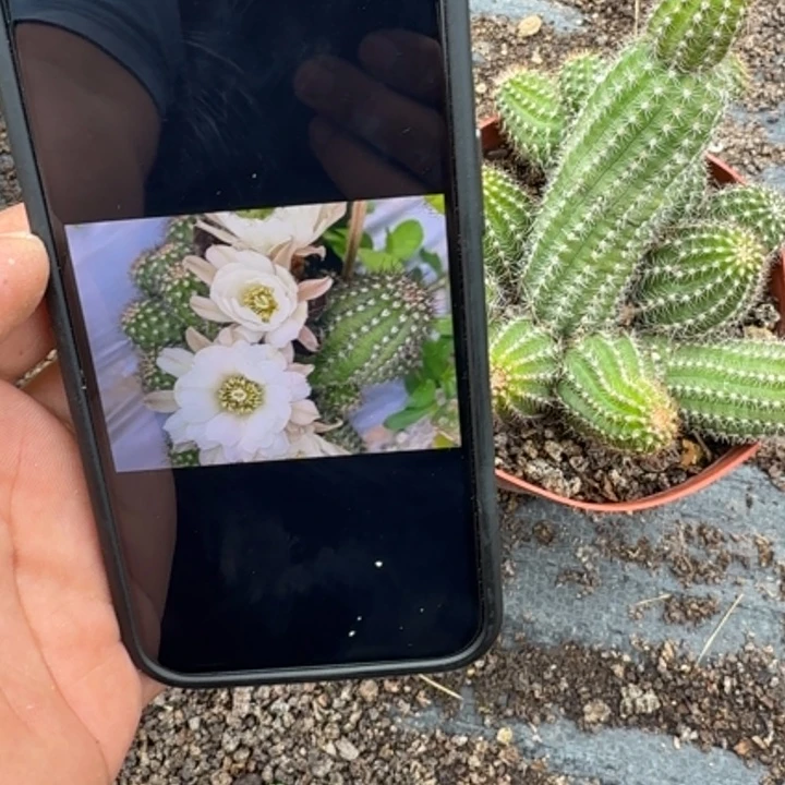 白檀仙人掌230群生845