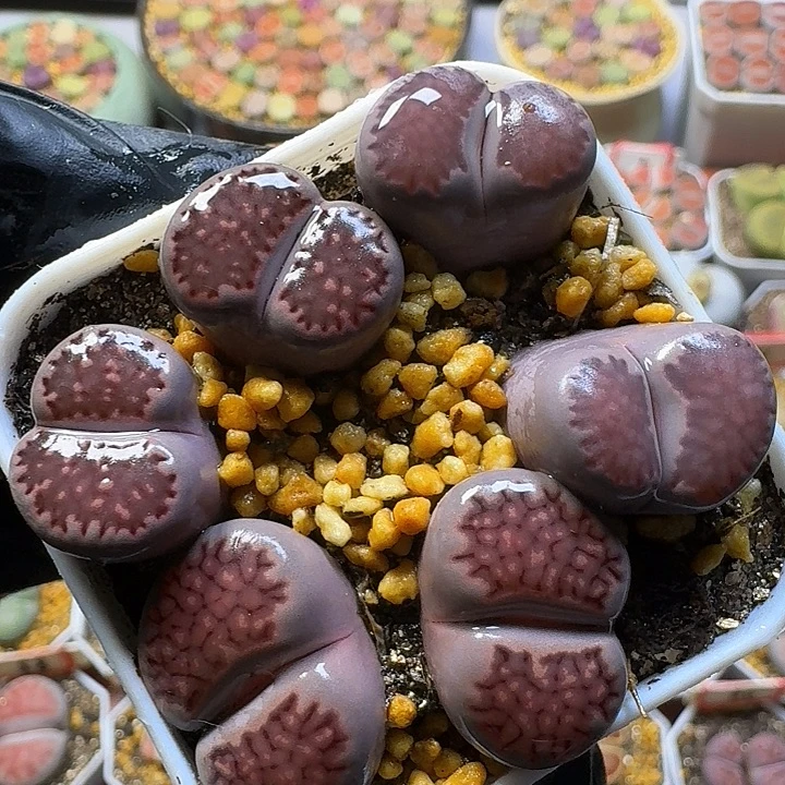 生石花111122。   227