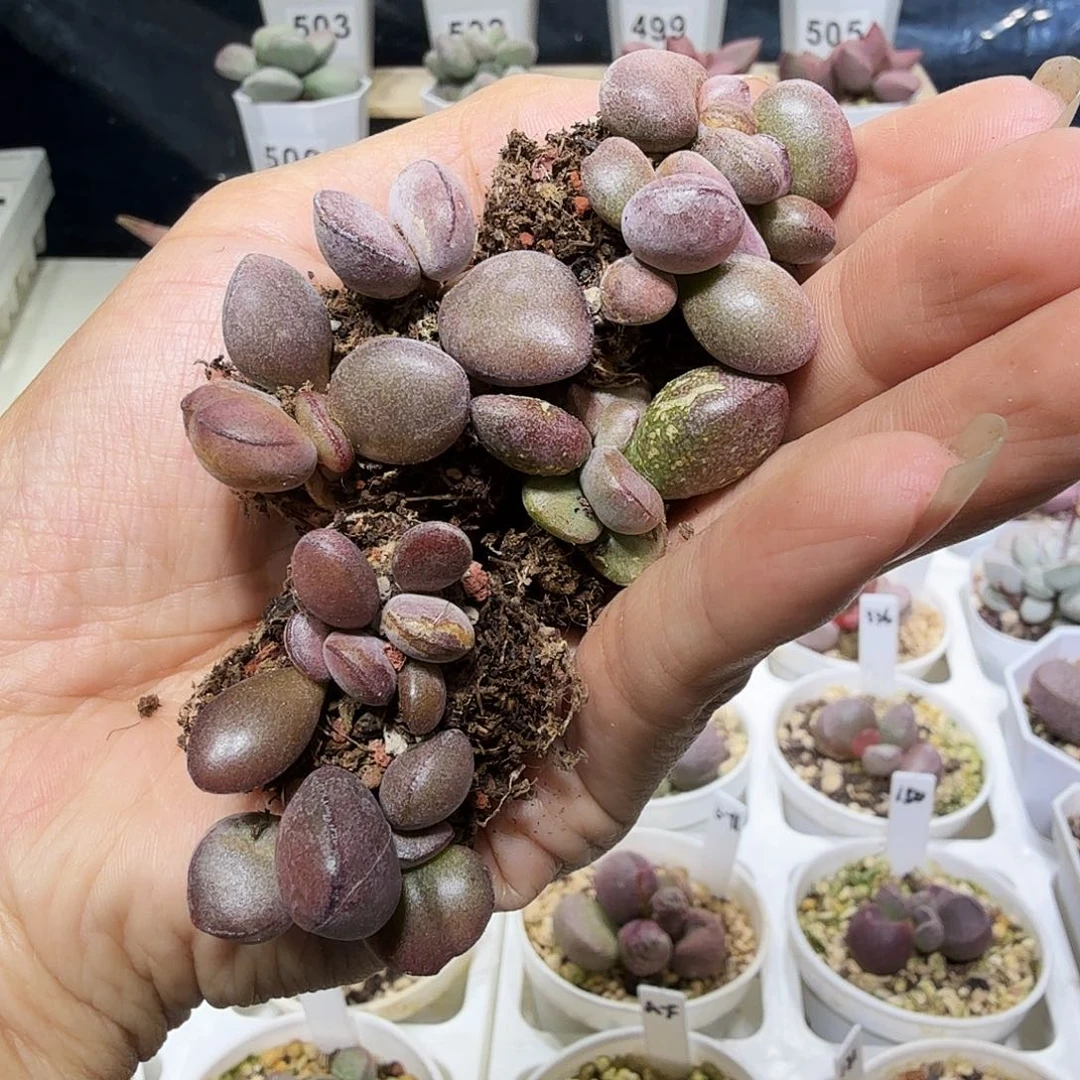 球球紫蛋水泡多肉植物