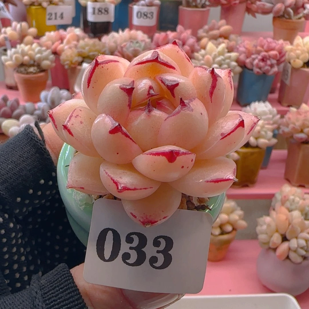 福**子麦秆033 ，带盆土发货，满38包邮非偏远。