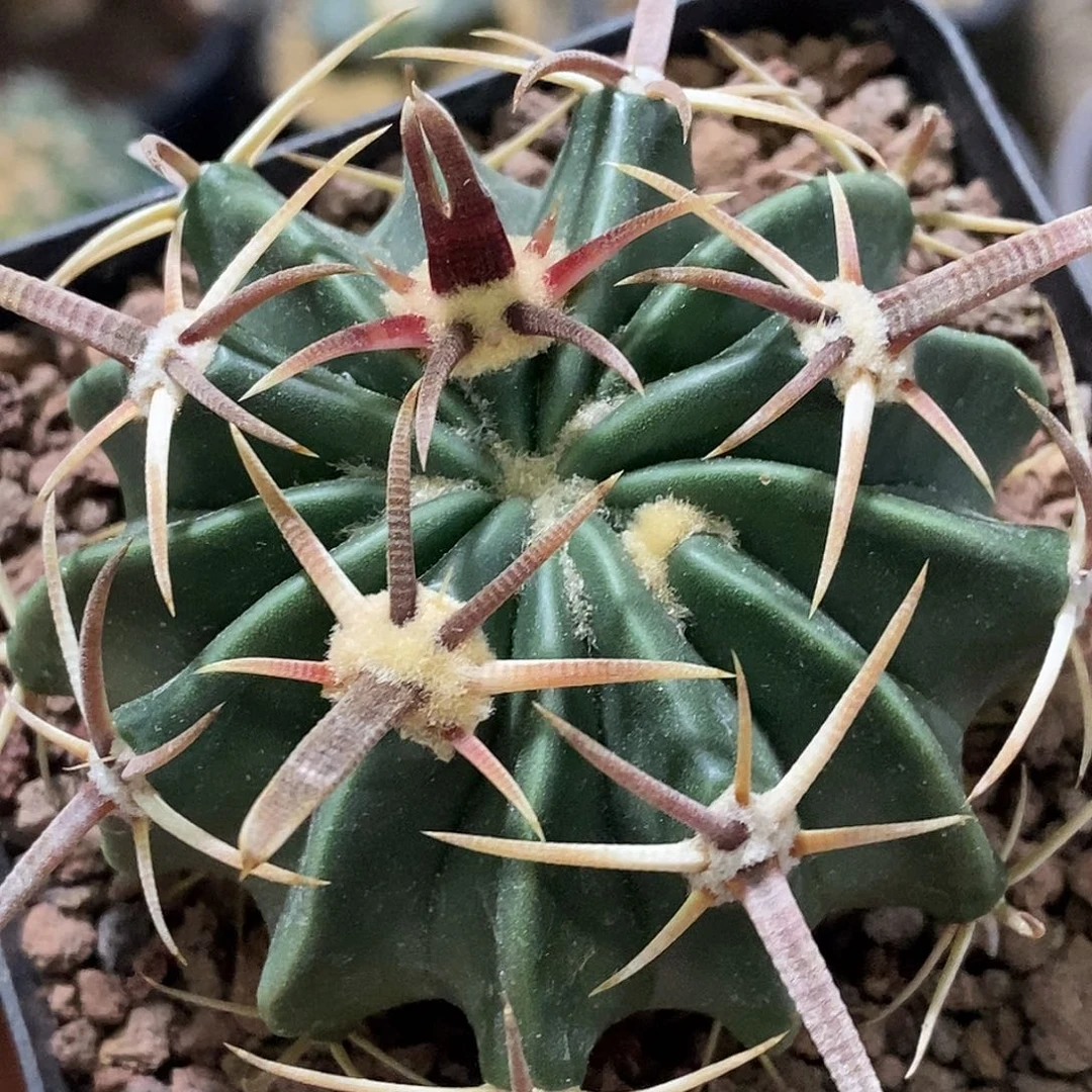 孤品实生特选株顶级宽刺基因割刺王凌波（刺宽0.5cm）