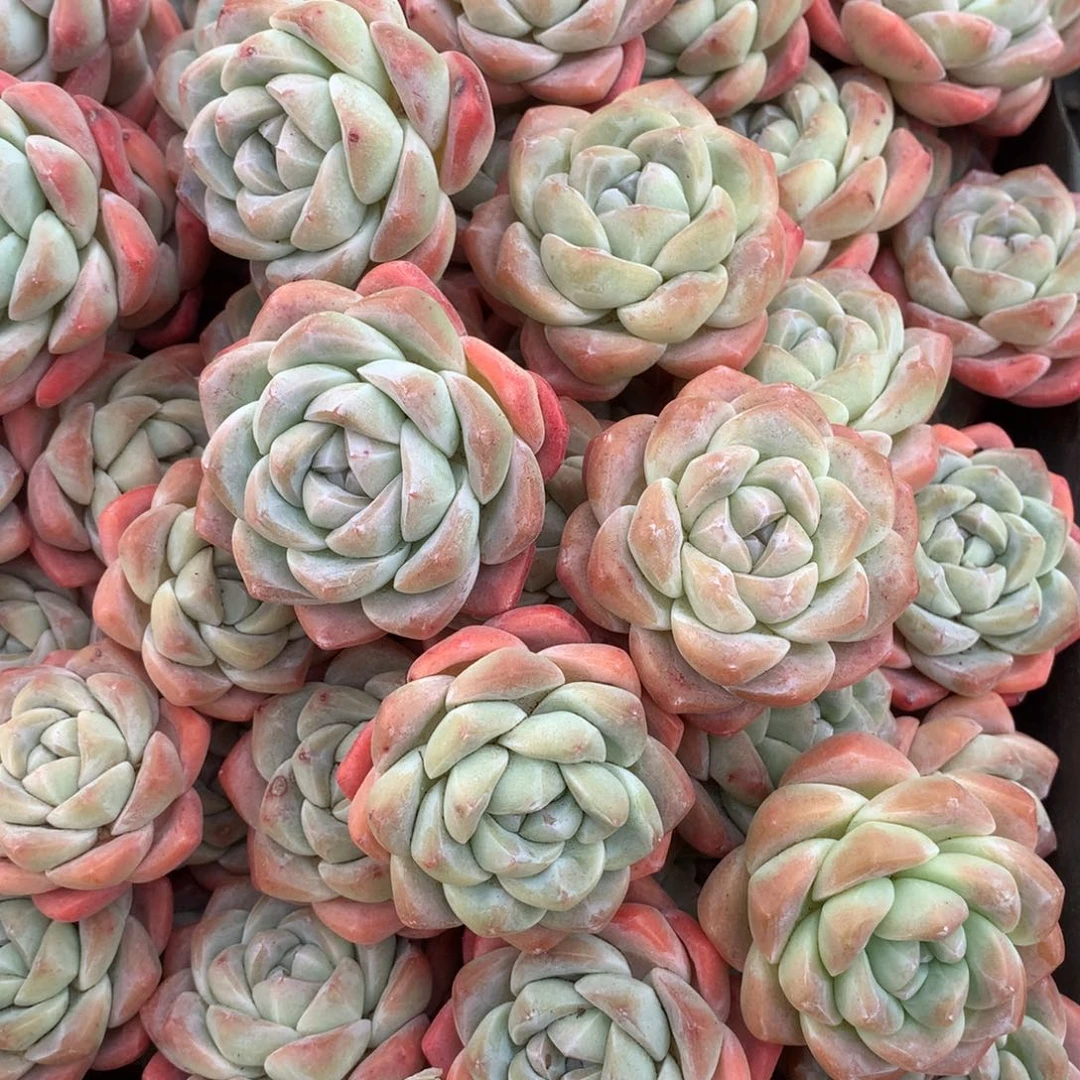 精控冰玉10颗价格68元