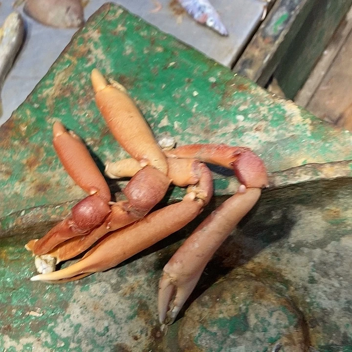 中国大陆红脚蟹腿
