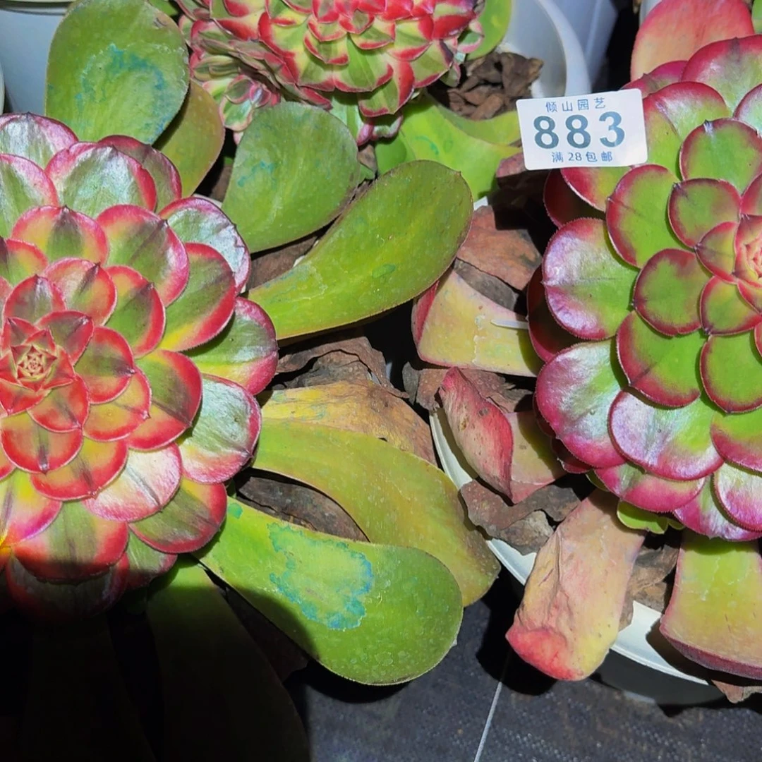 阿***花883号多肉植物三颗