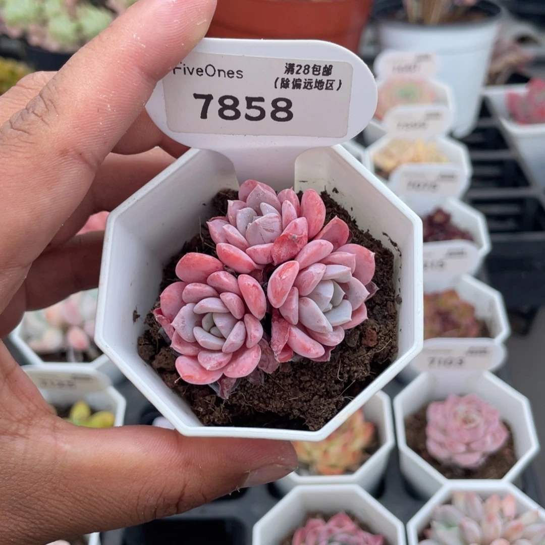 7858拉皮4.0厘米