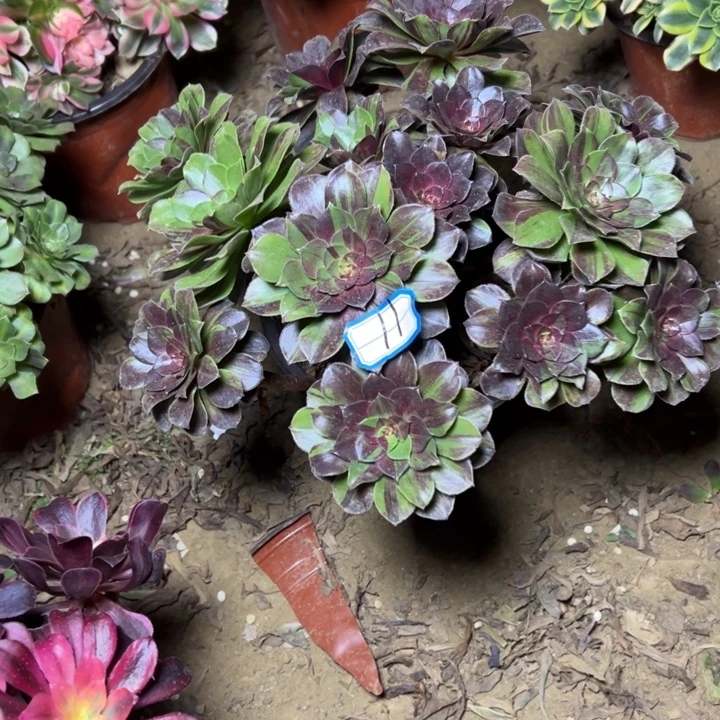 多肉植物花月法师11