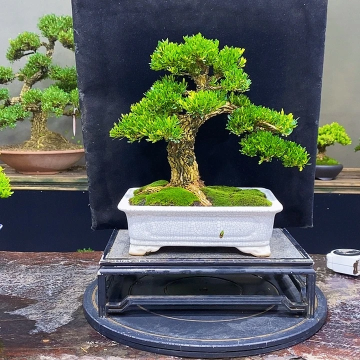无花朵M黄杨盆景四季常青