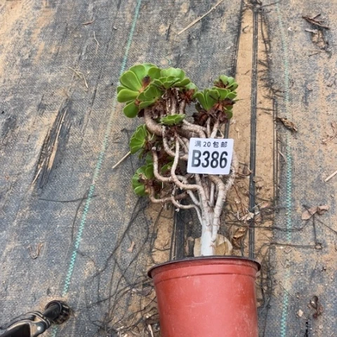 用****3386绿羊绒不包断枝