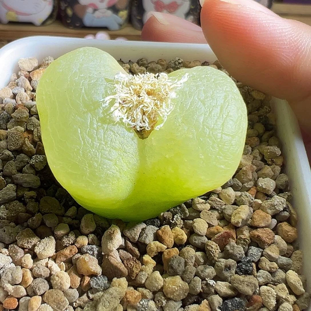 毛杂。