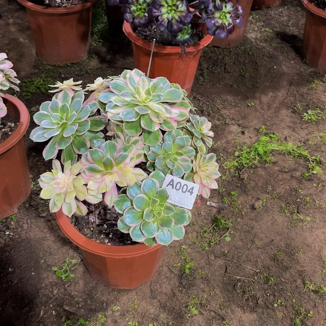 黑魔锦多肉植物004