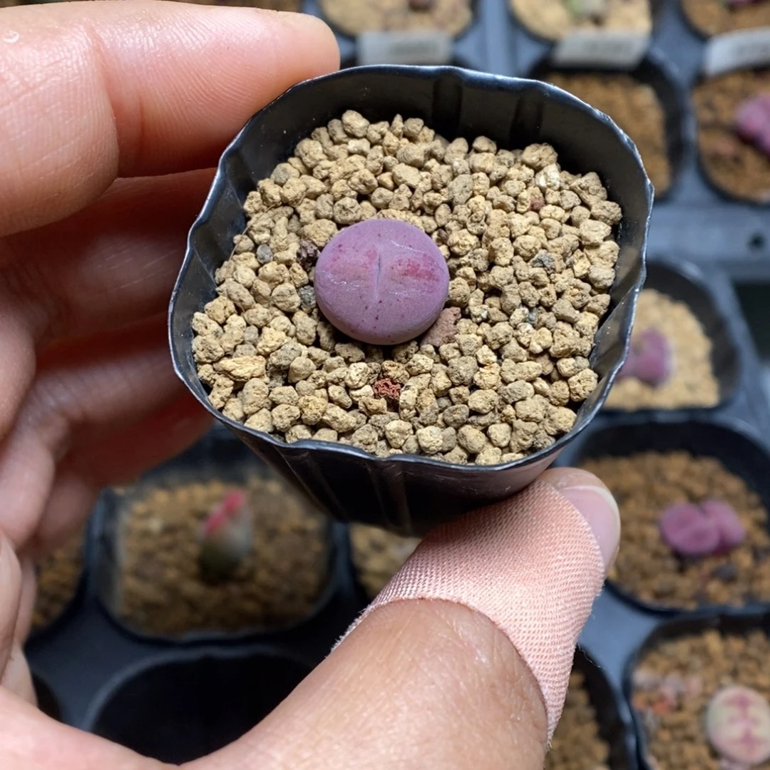 多肉植物肉锥杂交K-3825 下播