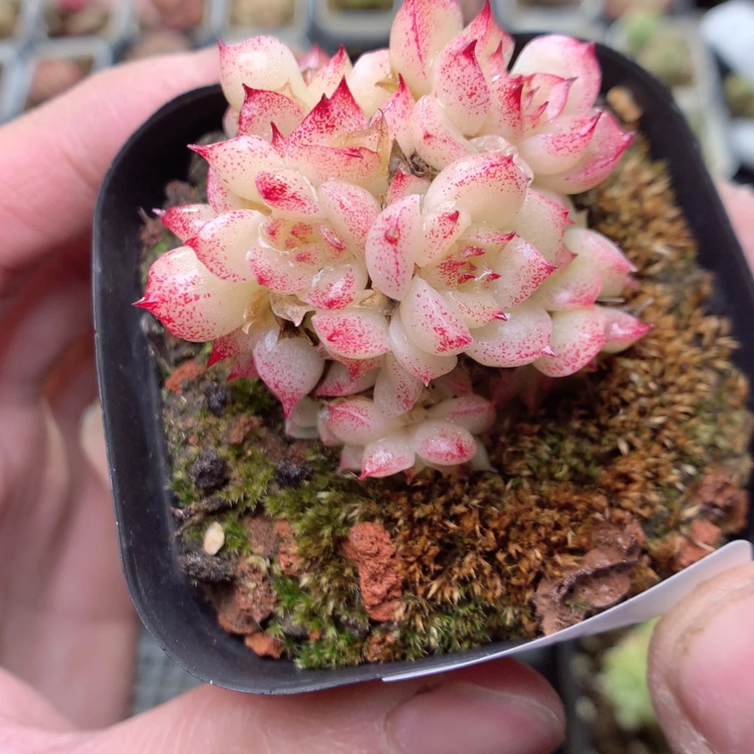 V58y y y y y y y y y y