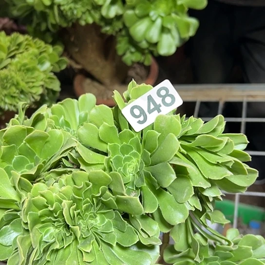 本***龙多肉植物一个绿玫瑰948