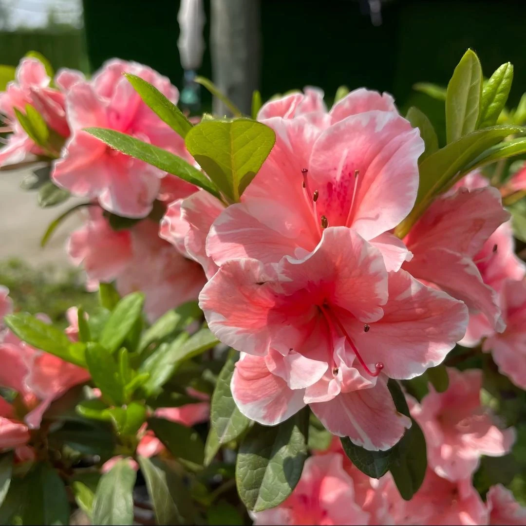 盛燕园艺【粉霞】安酷杜鹃花开如霞粉白双色花期长抗寒耐晒易养活