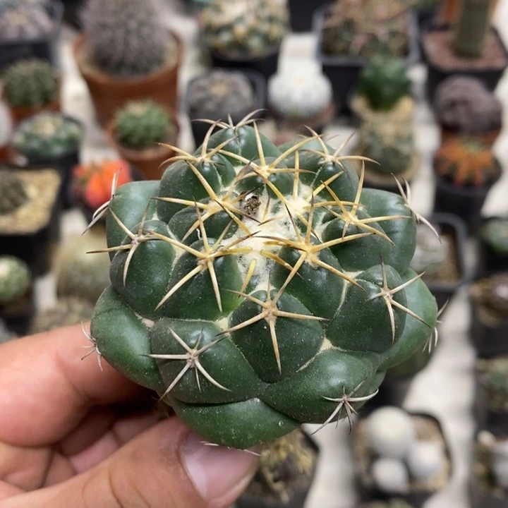 实生安宅象牙特价