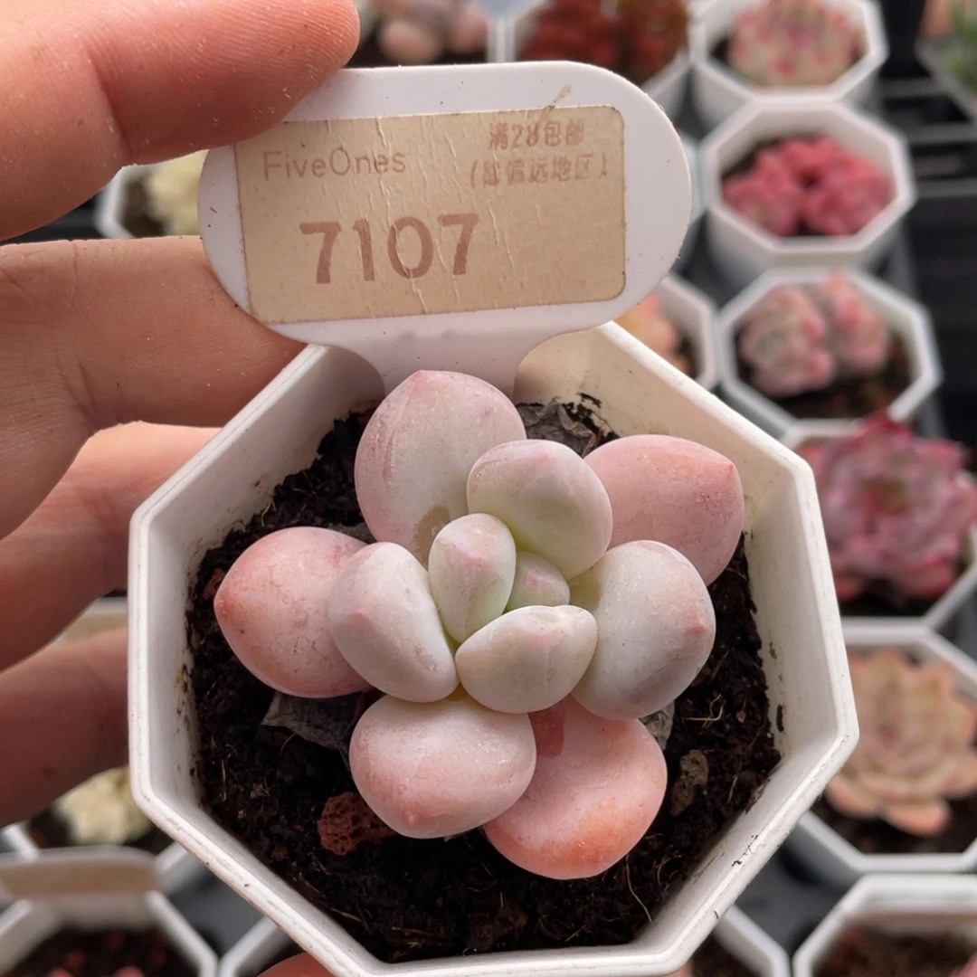 香水7107-5.5厘米