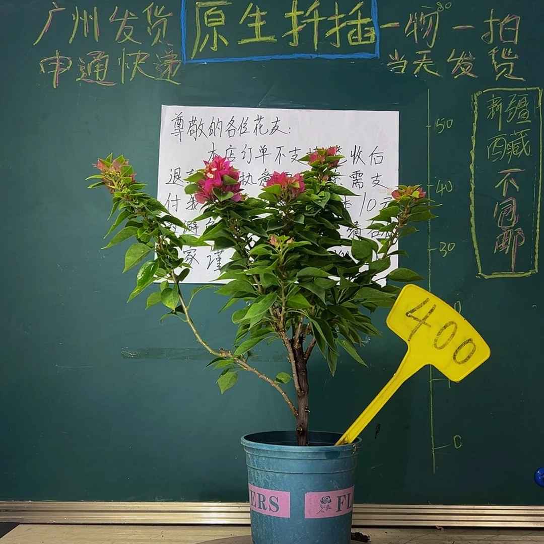 当前无花栽培后可以开花塔紫 400
