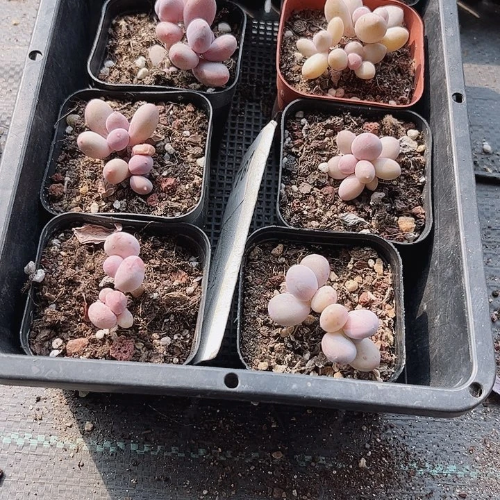 别**～787密密麻麻密密麻麻