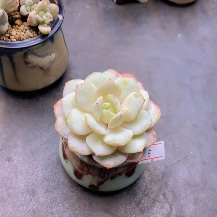 猫**娘一物一拍满30包邮 5