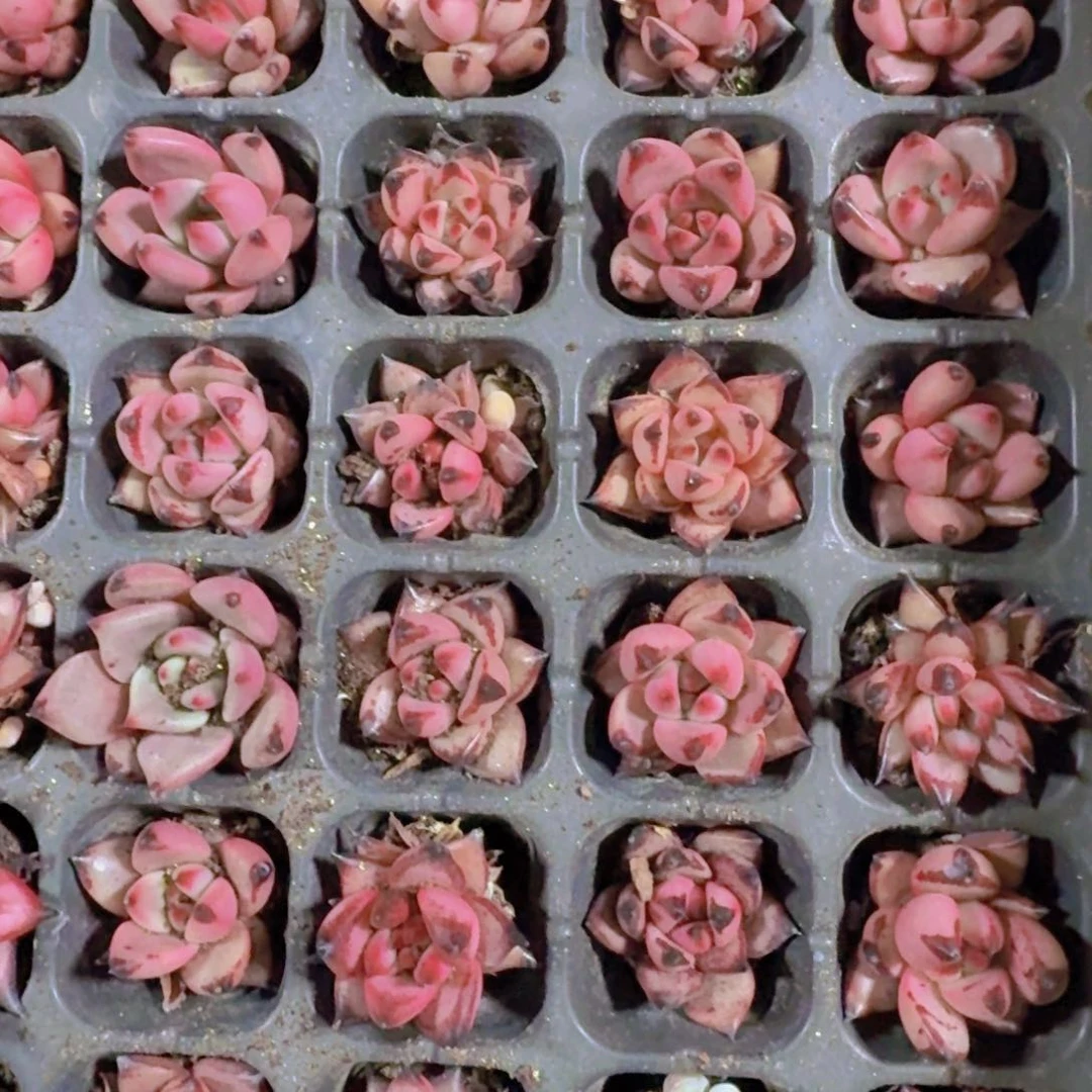 精品血罗一米一颗