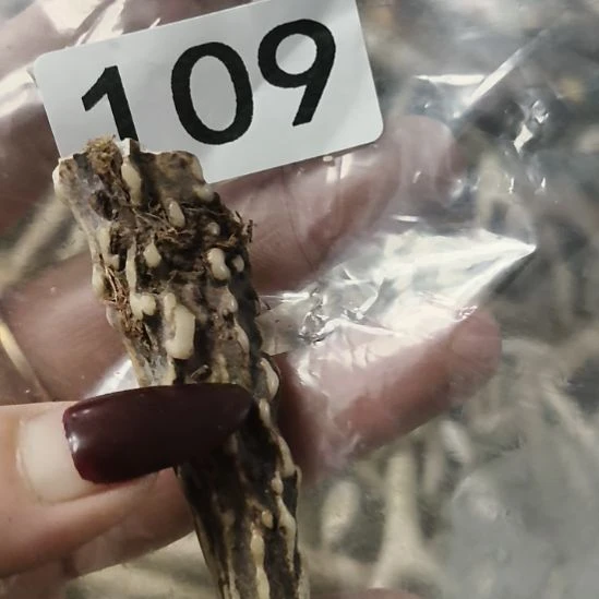 闲***事鹿角鹿角鹿角鹿角鹿角