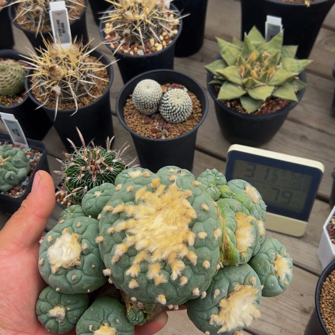 海鲜大群仙人球多肉植物