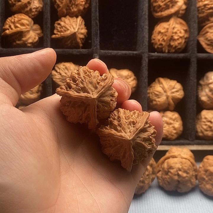 无花朵核桃树是世界的树