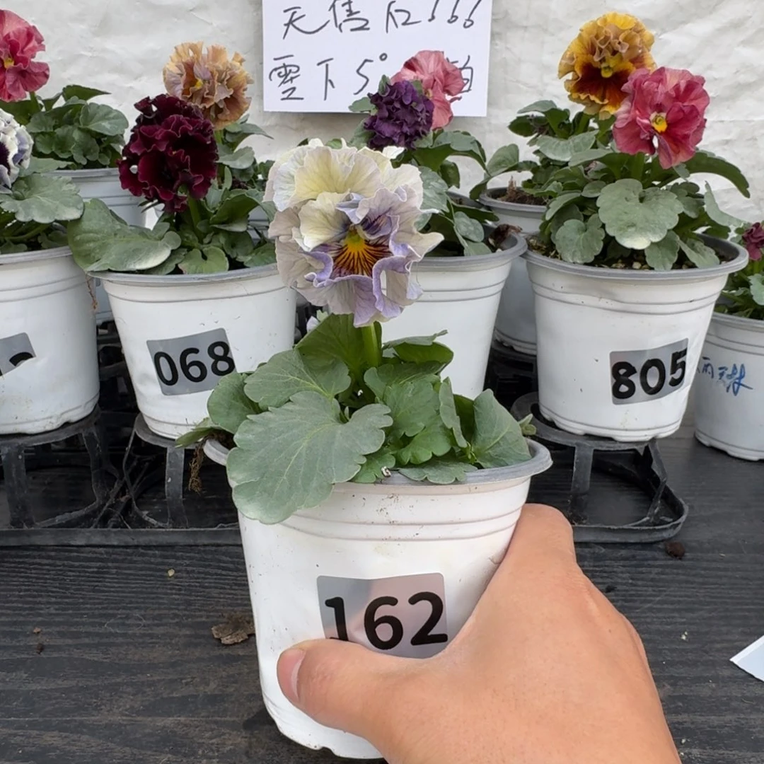 全部花朵162号角堇