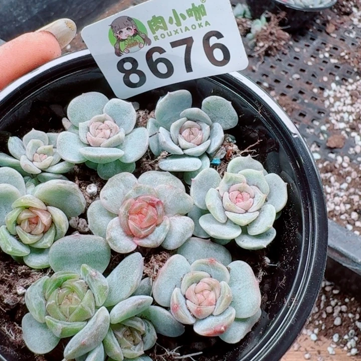 多肉植物多肉植物