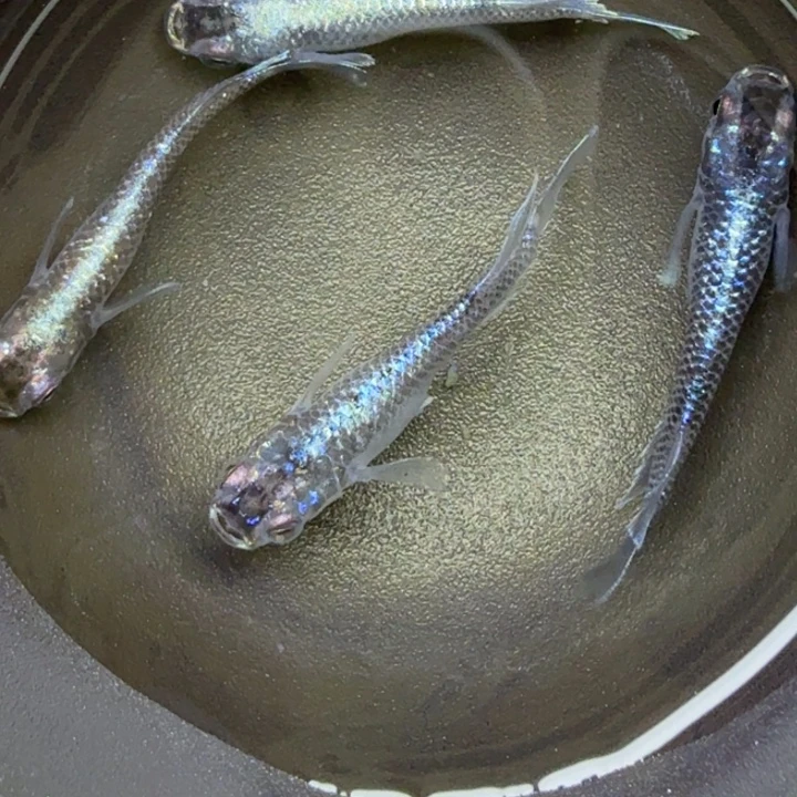 青鳉鱼星光礼服43号