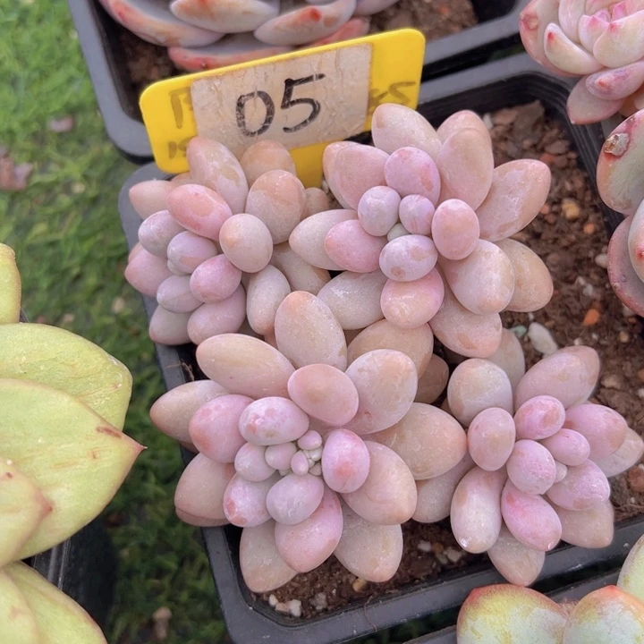 健健康康平平安安