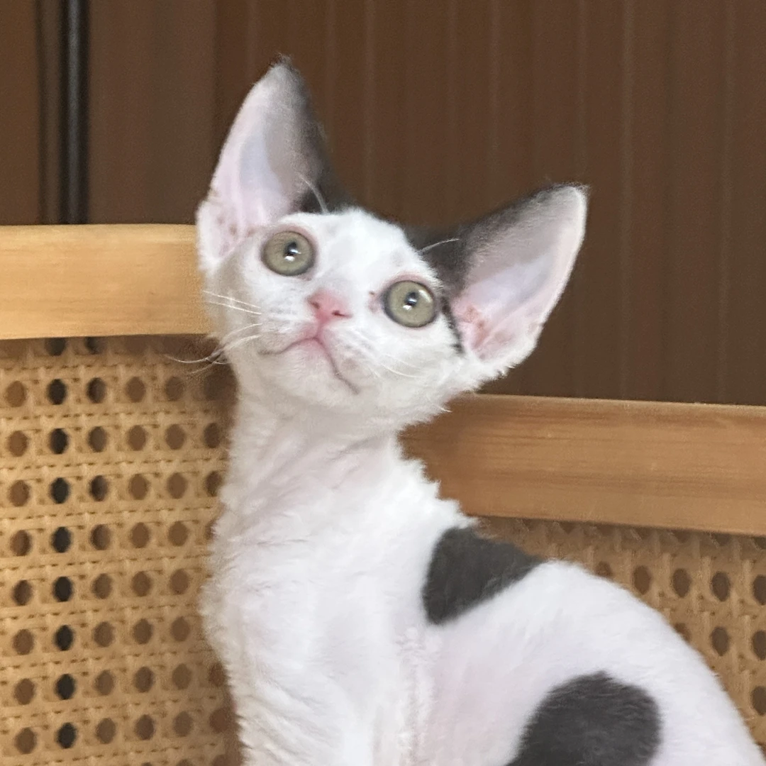 黑白樊色德文卷毛妹妹