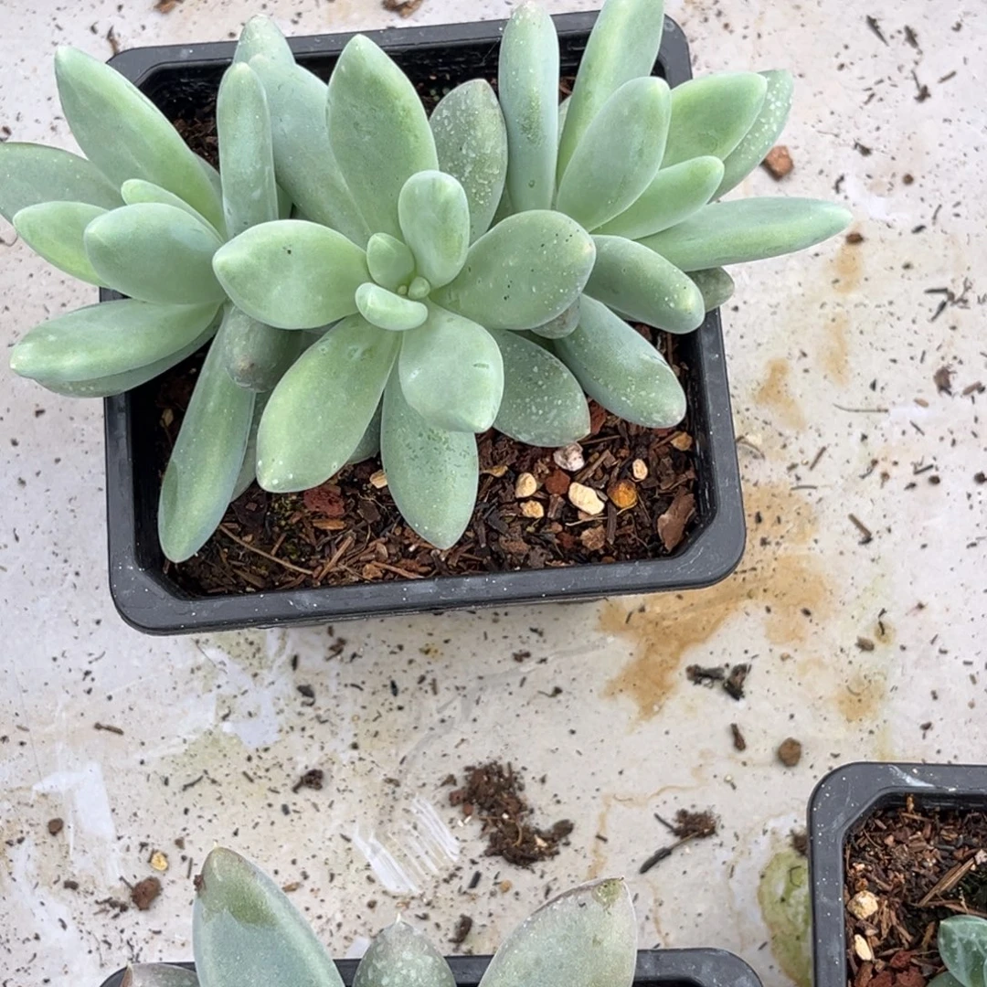 白兰地多肉植物449