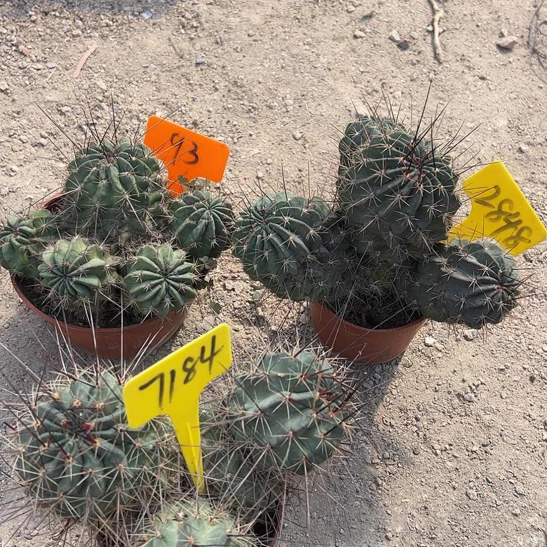 三七专拍，脱土发货