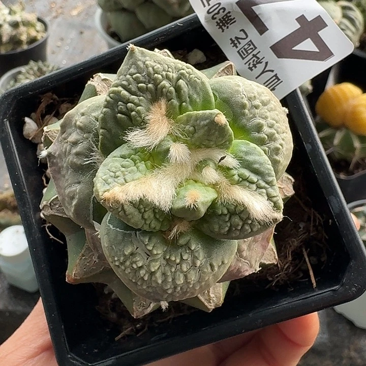 无花朵479大尤牛舌牡丹