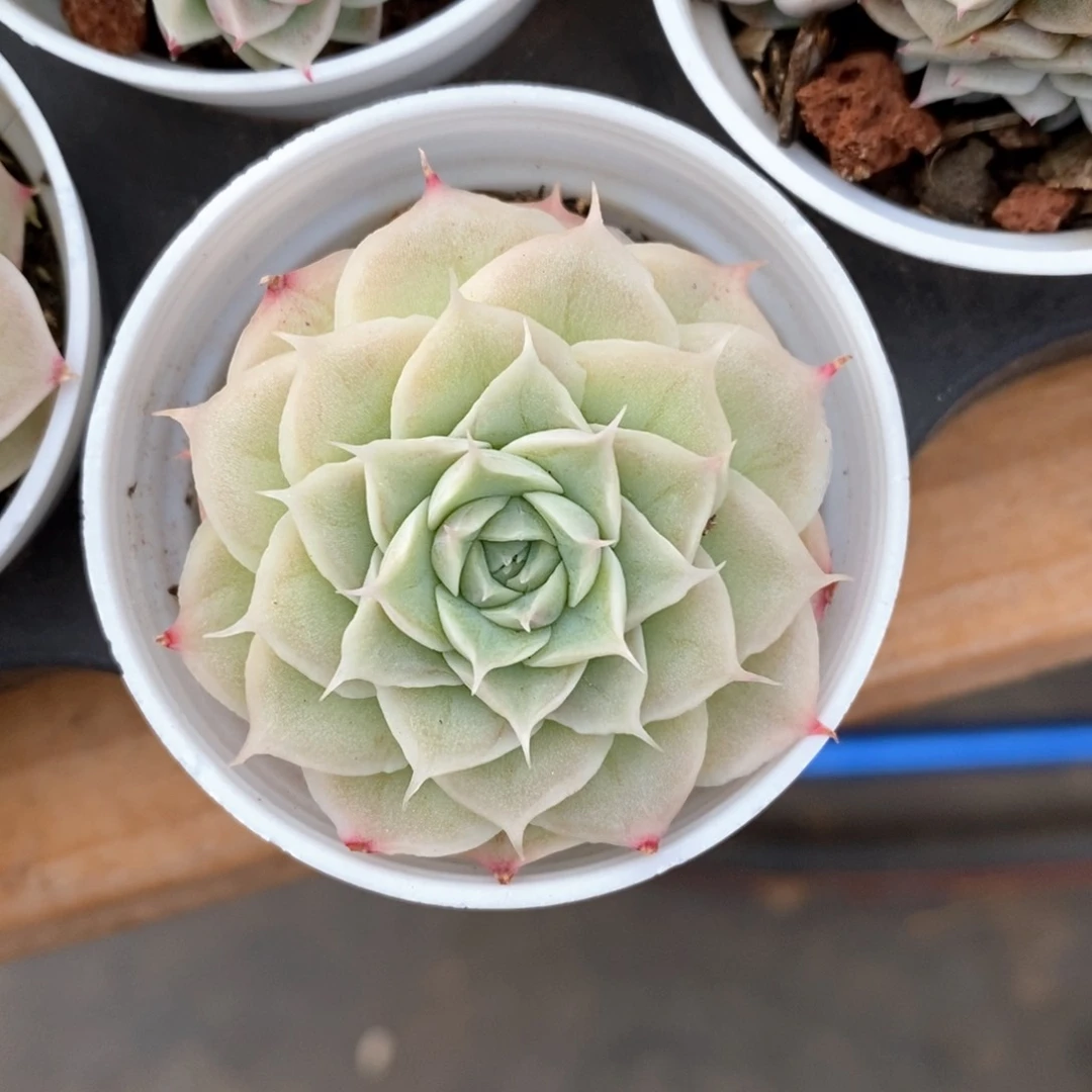 精品多肉一物一拍不包整110