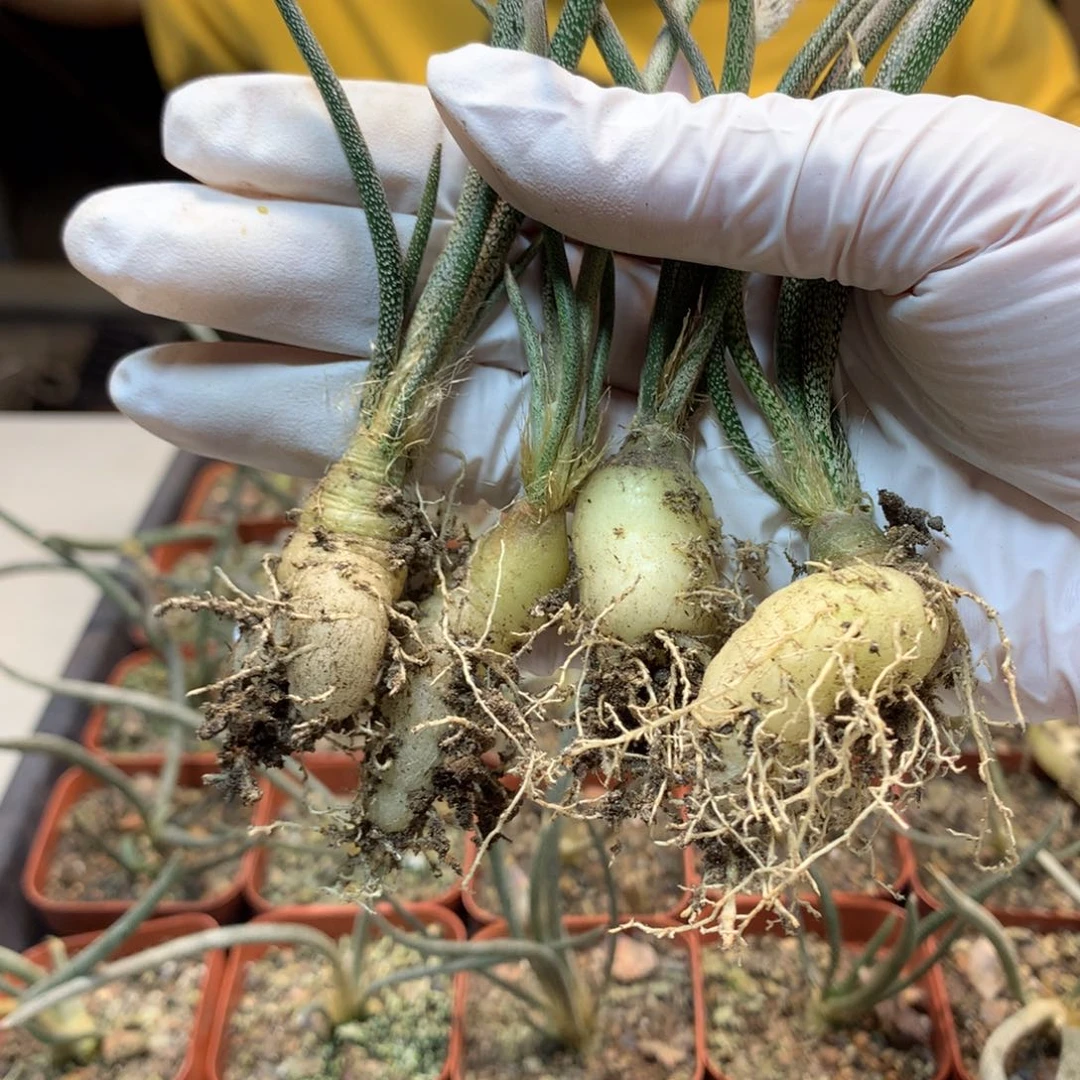 实生 美杜莎 2颗1组