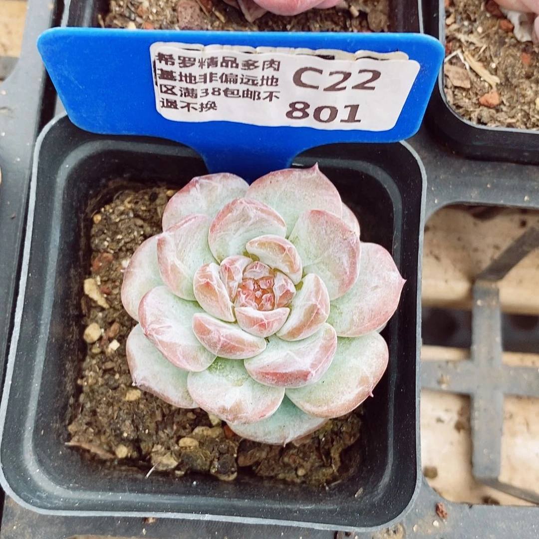 糖心5cm多肉植物