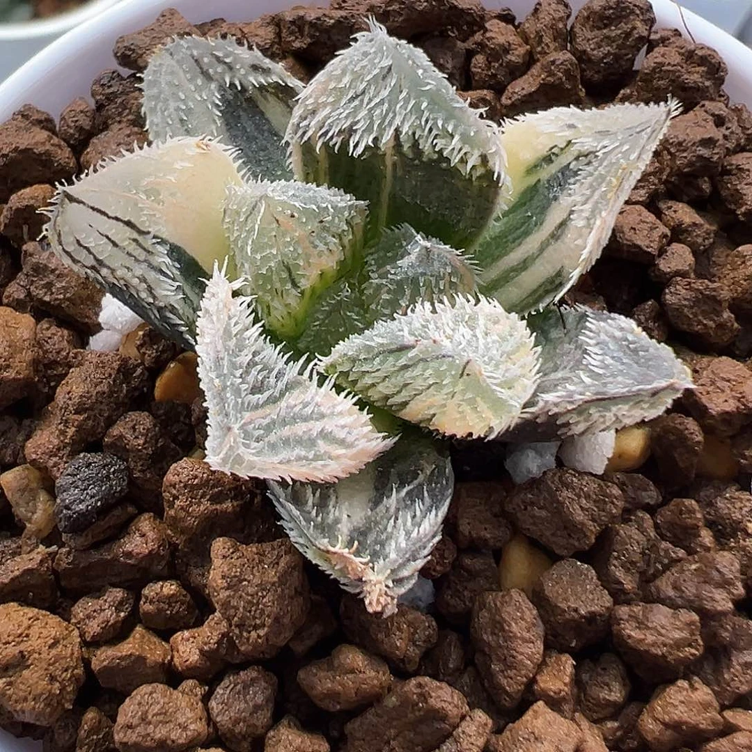 狼蛛玉露锦十二卷多肉植物
