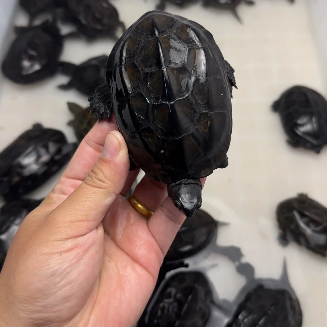 绿毛龟公苏北小墨龟