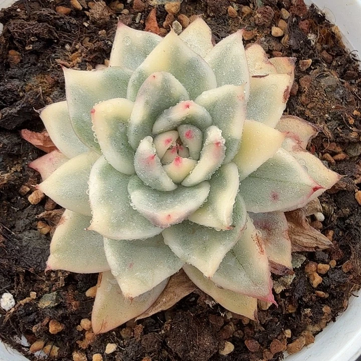 美乌锦，腹轮锦底层叶子有伤